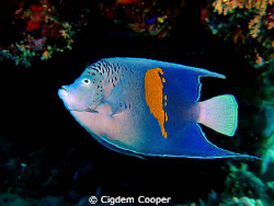 Yellowbar angelfish (Pomacanthus maculosus)
Fuji f50 & F... by Cigdem Cooper 